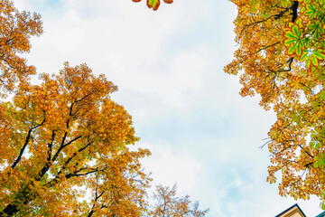 trees with autumn leaves against the sky fragment, blurred image