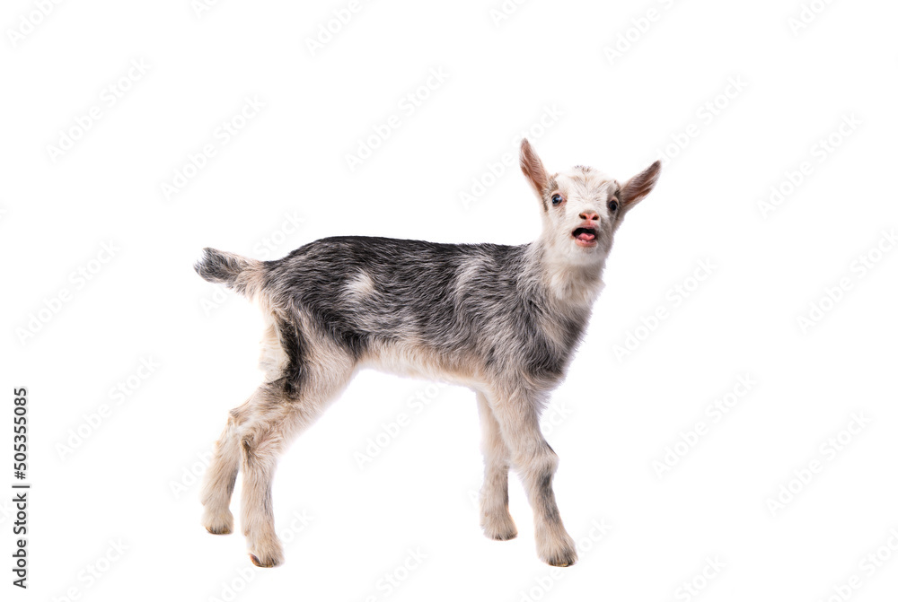 Wall mural goatling isolated