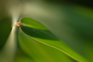 green leaves blurred background minimalist bamboo leaf