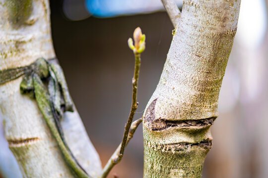 Broken Twig" Images – Browse 16 Stock Photos, Vectors, and Video | Adobe  Stock