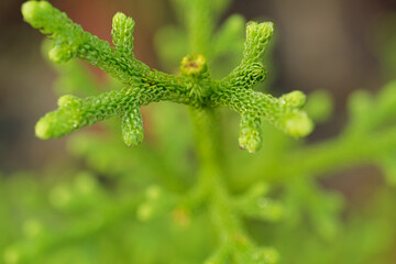 Lycopodium clavatum L. blurred macro minimalist green background 