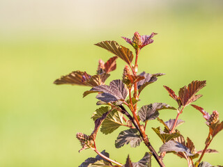 Branches of bushes with young red and green leaves