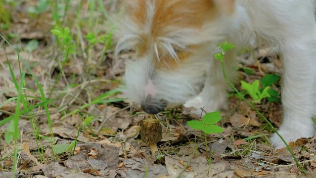 Morchella conica in the spring forest. Jack Russell Terrier eating a mushroom growing in the grass. Gathering of the first wild plants.
