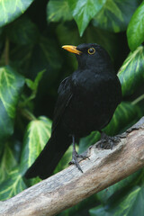 A male Blackbird on a branch in front of Common Ivy
