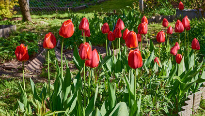 red and white tulips