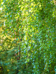 Birch branches with fresh green leaves and seeds. Birch tree branch, Betula pendula.