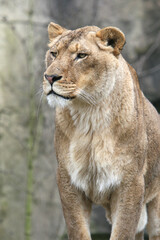 A portrait of a Lioness standing on a rock
