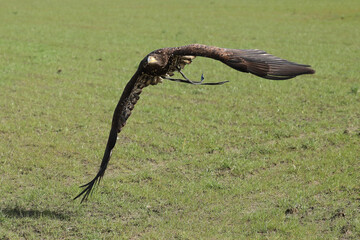 A juvenile Bald Eagle in flight equipped with leather straps and a tracker
