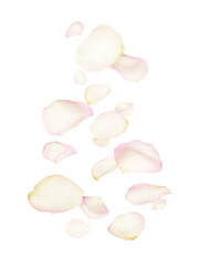 Levitation of white and pink rose petals isolated