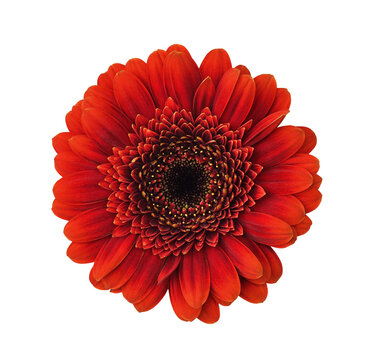 Small red gerbera flower (germini) isolated