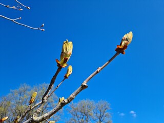 The birth of new buds on chestnut trees with the beginning of warm spring days