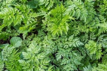 Background of the plants with carved serrated leaves, top view