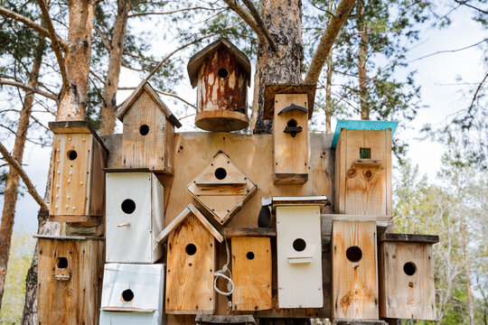 Lots of birdhouses hanging from a tree, wildlife, houses for birds, handmade, small house for birds, carpenter made, variety