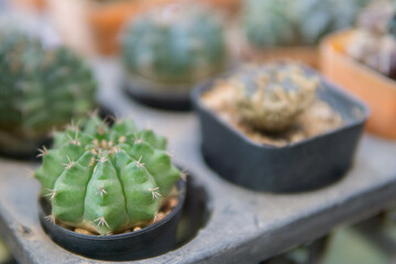 Close-up desert plant, Cactus gardening tools.