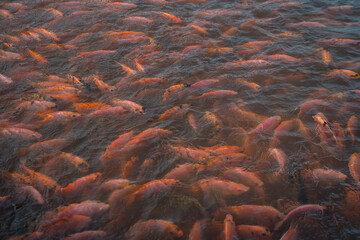 Aquaculture and development ponds containing many red tilapia from small to large sizes