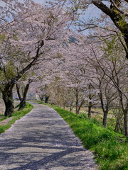 Fototapeta na wymiar 風景素材　秋陽に映える桜並木