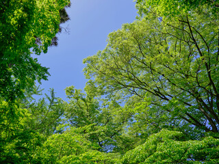 Fototapeta premium 風景素材 初夏の陽射しに映える青紅葉