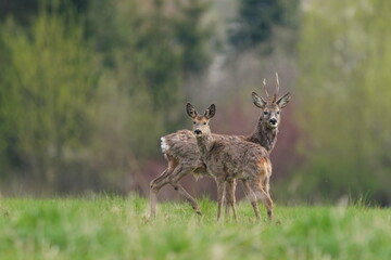 Two roe deer standing on the meadow. Spring in the nature. Wildlife scene with roe deer herd. Capreolus capreolus