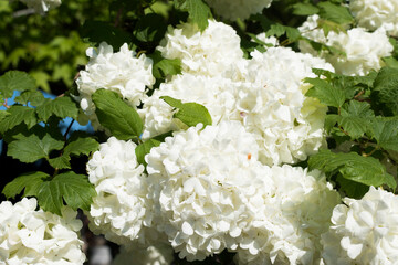 white flowers