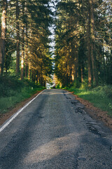 Obraz premium Vertical shot of degraded asphalt road in the pine forest of Condroz region