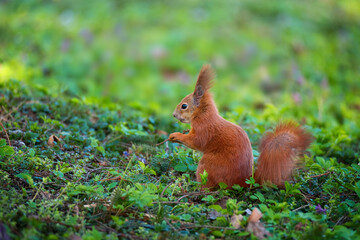 Naklejka na ściany i meble Red squirrel in a meadow with flowers