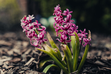 fioletowe hiacynty kwitnące kwiaty wiosną w ogrodzie - obrazy, fototapety, plakaty