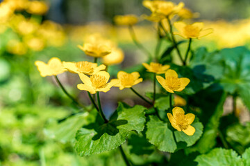 Kaczeniec Żółty - Knieć Błotna, kwiat kwitnący wiosną również w dolinach górskich
