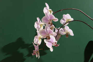 Pink orchid two branches. White purple phalaenopsis buds. Phalaenopsis indoor flower. Flowers on a...