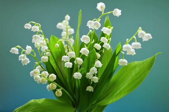 すずらん Images – Browse 2,440 Stock Photos, Vectors, and Video