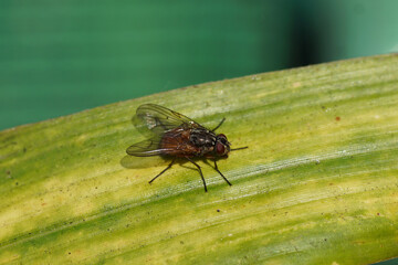 Close up female fly, Phaonia subventa of the family House flies, Muscidae. On a bamboo leaf. Dutch...