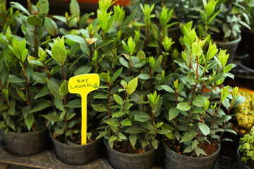 Many potted bay laurel plants on tray - obrazy, fototapety, plakaty