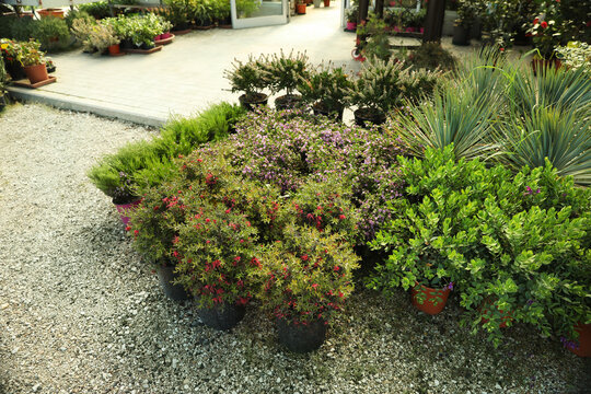 Many different potted plants near garden center