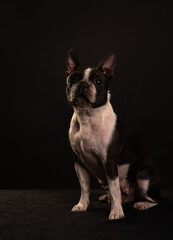 boston terrier on a black background in the studio