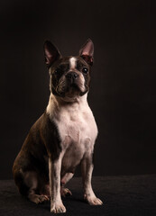 boston terrier on a black background in the studio