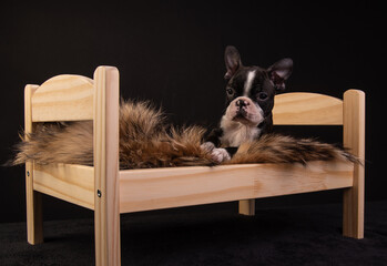 a Boston terrier puppy on a wooden doll crib