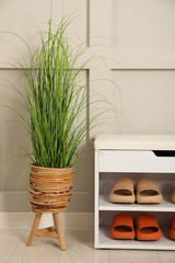 Stylish storage bench with different pairs of rubber slippers and beautiful houseplant near white wall in hall