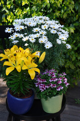 Beautiful blooming plants in flowerpots on black chair outdoors
