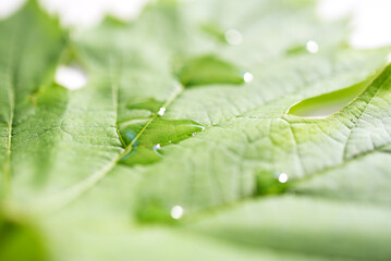 Feuille de vigne et gouttes d'eau