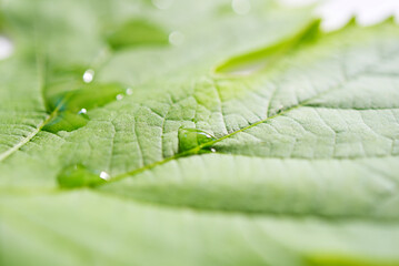 Feuille de vigne et gouttes d'eau