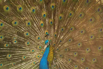 Fotobehang indian peacock or  Indian peafowl male spreading wings. spreads its tail feathers all in its glory to attract the female peahen. © Parichart