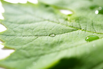 Feuille de vigne et gouttes d'eau