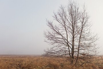 Tree at the mist meadow sunrise