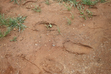 Photo of footprints on the ground