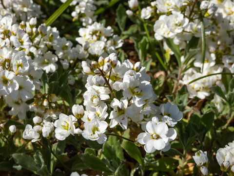 Close-up shot of the garden arabis, mountain rock cress or caucasian rockcress (Arabis caucasica wild) Plena flowering in early spring with white flowers