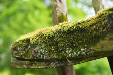 Troncs d'arbres et mousse végétale