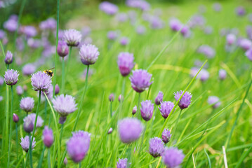 Petites fleurs violettes