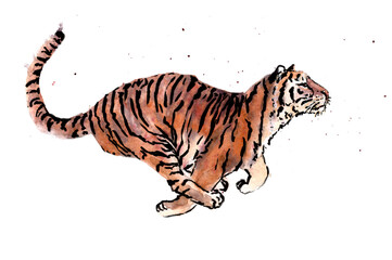 Running tiger in watercolor jn white background