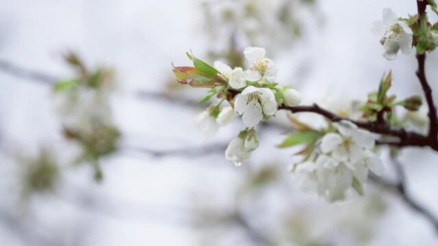 Trees bloom in spring. The color of white flowers in nature when the world comes to life.