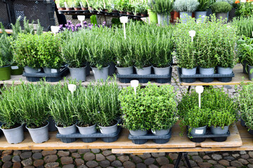 Potted herbs like oregano, marjoram or rosemary being sold at market