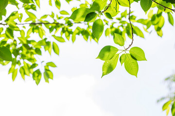 Green leaves isolated on white background